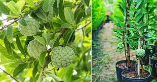 Full grown fruit trees for sale. How To Grow Sugar Apple Growing Sugar Apple Tree Its Care