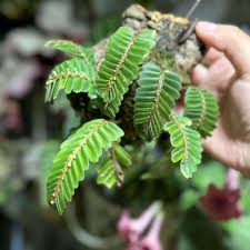 Image result for Elatostema monticola