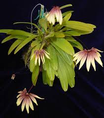 Image result for Bulbophyllum comatum