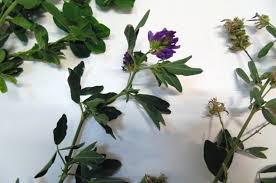 Browse 2,459 alfalfa stock photos and images available, or search for alfalfa field or alfalfa sprouts to find more great stock photos and pictures. How To Grow Alfalfa Wikifarmer