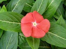 Pin On Gardening