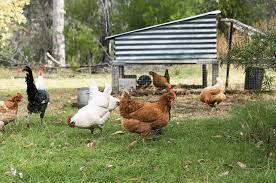 After all, they will be more likely to fall victim to predators and the elements than if they were being raised in captivity. How Long Do Chickens Live 6 Factors That Impact Life Expectancy The Happy Chicken Coop