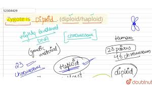 Check spelling or type a new query. Zygote Is Diploid Haploid