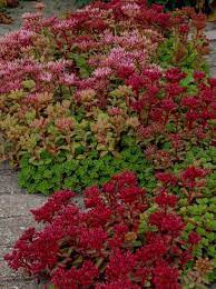 Blutflecken aus dem teppich entfernen ➤ hier erfahren sie, welche hausmittel teppiche, sofas und blutflecken aus dem teppich entfernen sollte unmittelbar nach dem entstehen geschehen, da. Sedum Spurium Schorbuser Blut Teppich Fettblatt Gunstig Kaufen