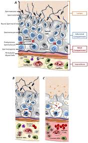 Check spelling or type a new query. Sertoli Cells Immunological Sentinels Of Spermatogenesis Abstract Europe Pmc