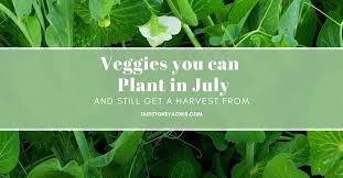 When to plant zucchini in ny. What Can You Plant In July And Still Get A Harvest