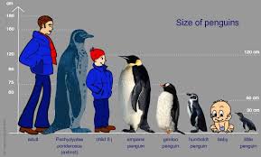 Create tons of amazing penguins in this cute evolution game. Pinguins Info Penguin Information About Penguins