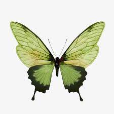 Green Butterfly Butterfly Clipart Green Butterfly Png Transparent Clipart Image And Psd File For Free Download Butterfly Clip Art Butterfly Art Insects