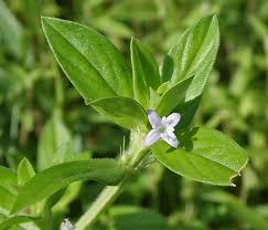 Image result for Spermacoce princeae