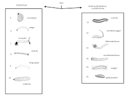 Recognizing Insect Larval Types Entomology