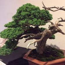«susquehanna bonsai club members chinese juniper on display at hershey gardens. Happy Valley Bonsai Club Home Facebook