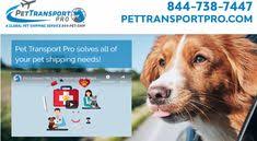 Whether it's puppy or kitten collection from breeders, house. Pet Transport Pro Pettransportpro Profile Pinterest