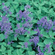 Mulching is unnecessary considering catnip's vigorous growing habits and tolerance of drought conditions. Catnip