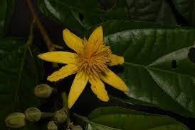 Image result for Glyphaea