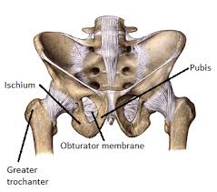 Obturator Muscles Internus Externus Study Com