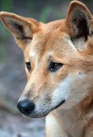 Dingo Face Wild Dogs Ancient Dogs Dingo Dog