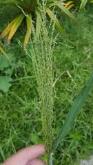 Image result for Megaloprotachne