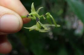 Image result for Angraecum calceolus