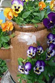 Pansies Container Flowers Pansies Strawberry Pots