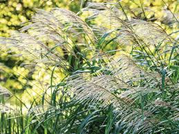 Image result for Miscanthus sinensis