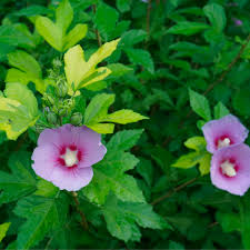 Image result for Hibiscus platycalyx