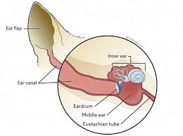 A cat has 13 ribs in its body. Tympanic Membrane Rupture And Middle Ear Infection In Cats Vca Animal Hospital