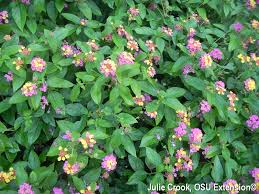 Image result for Lantana angolensis