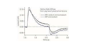 In particular, how nadh provides the necessary energy, how hydro. Sodium Potassium Atpase Analysis