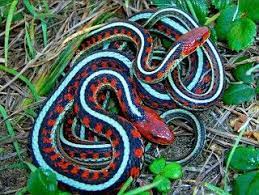 Pin By Hannah Dochstader On Beautiful Nature Beautiful Snakes Reptile Snakes Snake