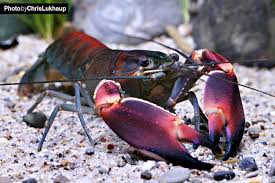 Cherax Aquarienkrebse Haltung Im Aquarium Aquarium Krebse Krebse Aquarium