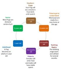 Pug Age Growth Chart Puppy And Adult