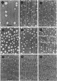 Image result for Leptactina platyphylla