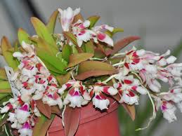 Image result for Triumfetta trichocarpa