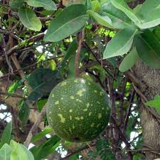 Image result for Lagenaria sphaerica