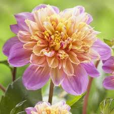 Dahlia Anemone Lifestyle Dahlien Garten