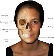 Regional Anesthesia (Nerve Blocks)