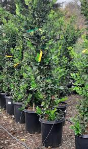 Image result for Ligustrum