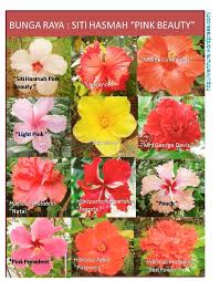 Kenapa saya bisa mencintai kuning. Bunga Kebangsaan Malaysia I Green Nursery Sdn Bhd Facebook