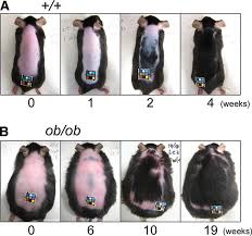 Hair Regeneration After Depilation In 8 Week Old Wild Type