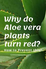 Southwest, fine gardening issue #120 noteworthy characteristics wine red foliage, if conditions are right. Why Do Aloe Vera Plants Turn Red How To Prevent This Garden Bagan