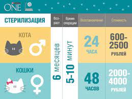 optimalnoe vremya dlya sterilizacii koshek purinaone ru