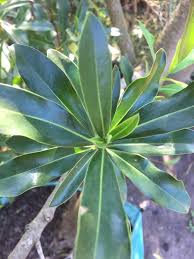 Image result for Warburgia