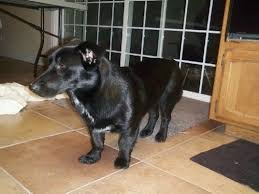 Black And White Corgi Dachshund Mix Top 25 Corgi Hybrids Corgi Cross Breeds Corgi Lab Corgi Cross