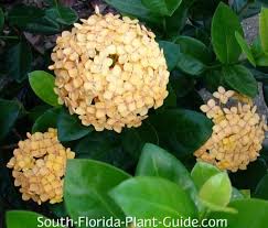 Image result for Ixora hartiana