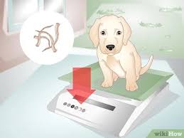 The most diagnosed puppy worm types are hookworms. How To Know Your Puppy Has Worms 12 Steps With Pictures