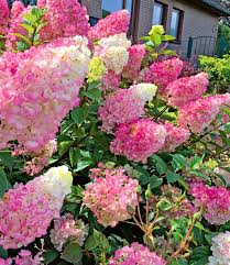 Freiland Hortensie Sundae Fraise 1a Qualitat Kaufen Baldur Garten