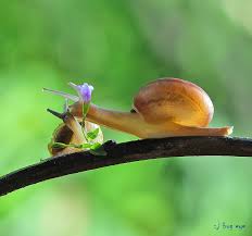 The word bug is generally taken to mean an insect, and all insects are animals, too. Thanksssss Jub Jub Snail Animals Insect Photography