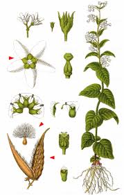 Image result for Vincetoxicum monticola