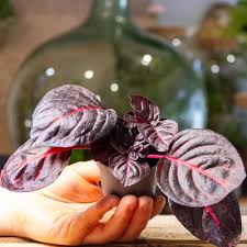 Image result for Iresine herbstii