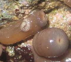 Sundial Snail Eggs On Zoanthids Snail Aquarium Sundial